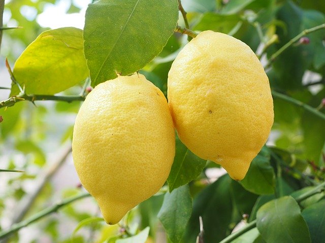 strom s citróny.jpg